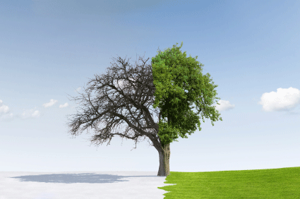 Refonte de site WordPress